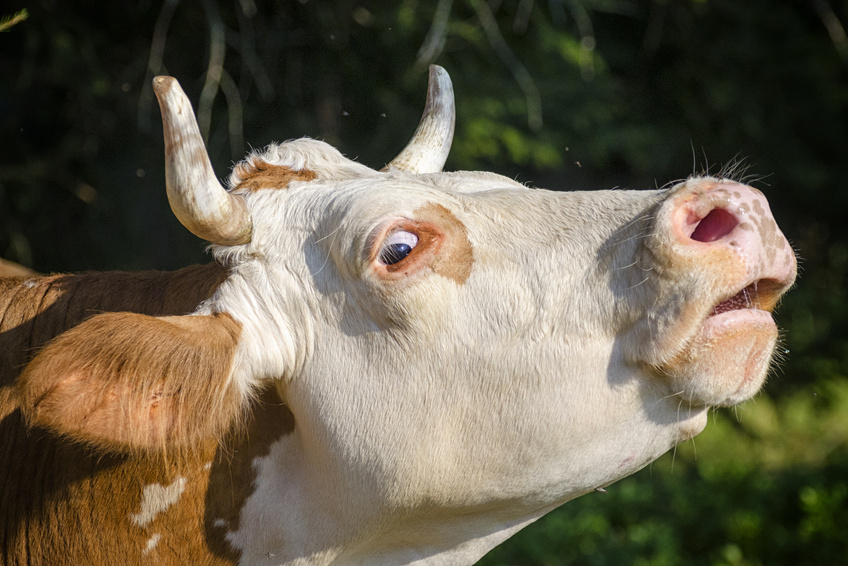 Profilo bovino
